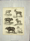 Old Antique Print C1880 Mammalia Bison Ovis Bubalus Capra Musimon Animals 19th