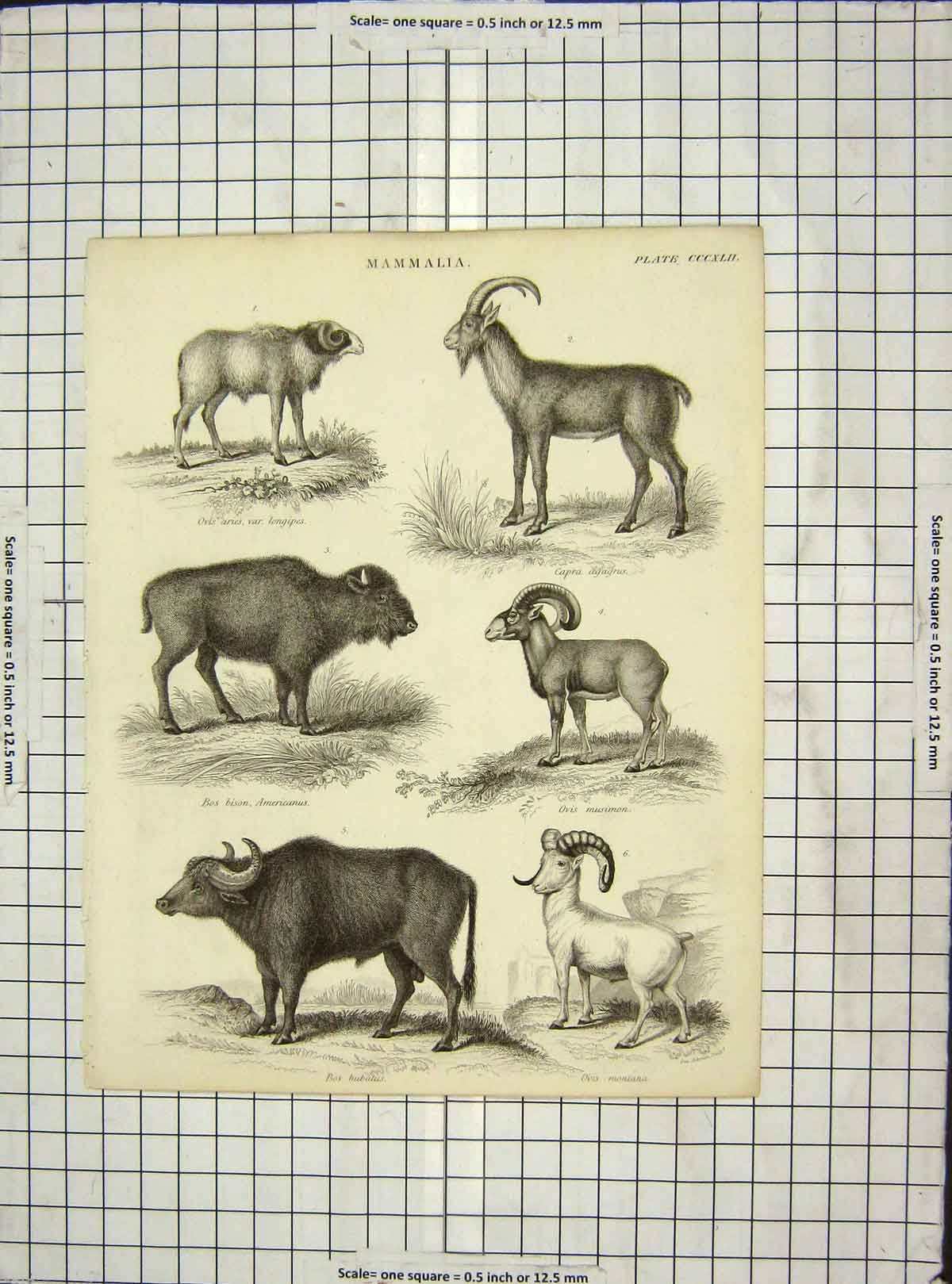 Old Antique Print C1880 Mammalia Bison Ovis Bubalus Capra Musimon Animals 19th