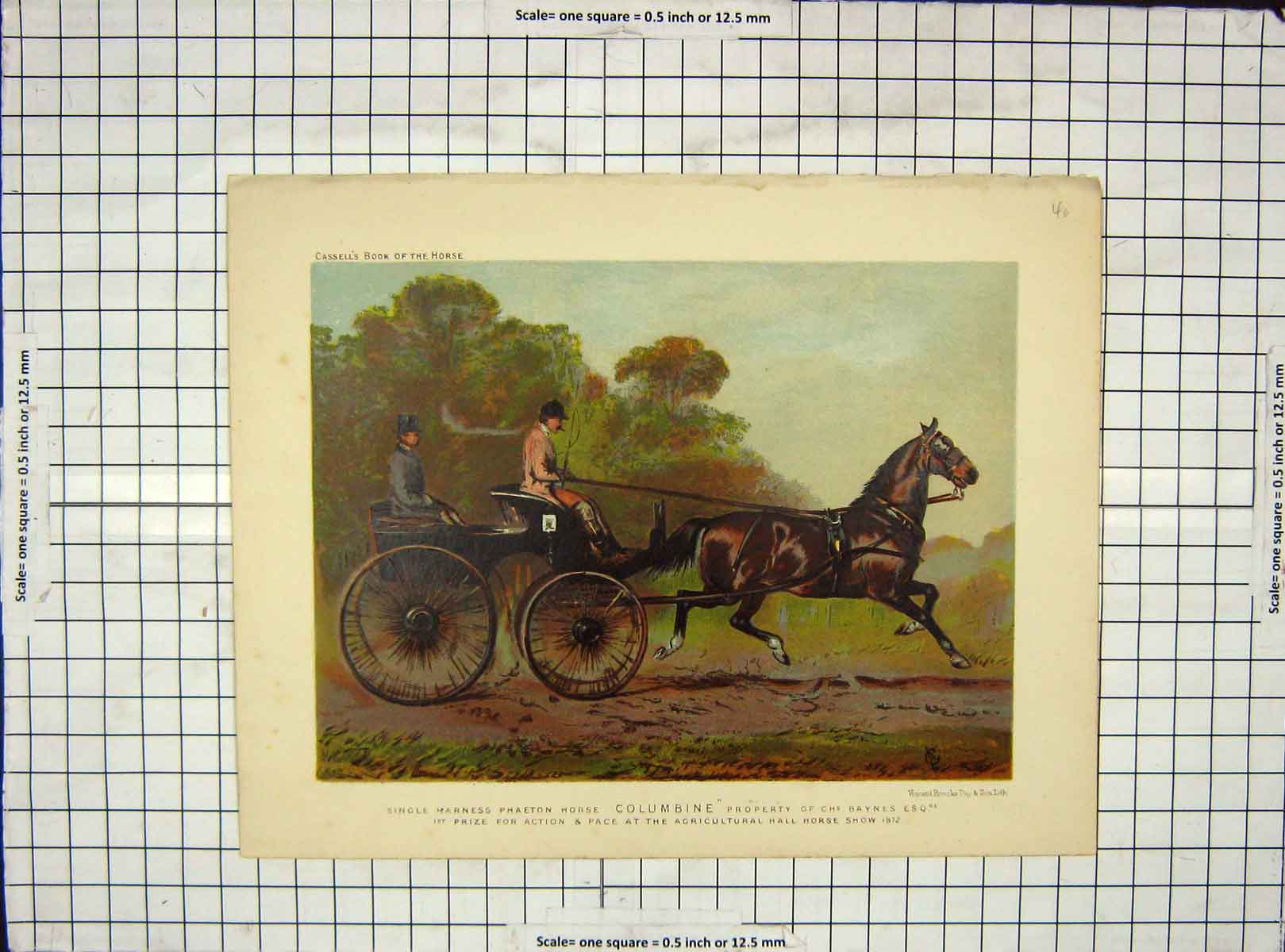 Original Old Antique Print C1880 Single Harness Phaeton Horse Columbine Baynes
