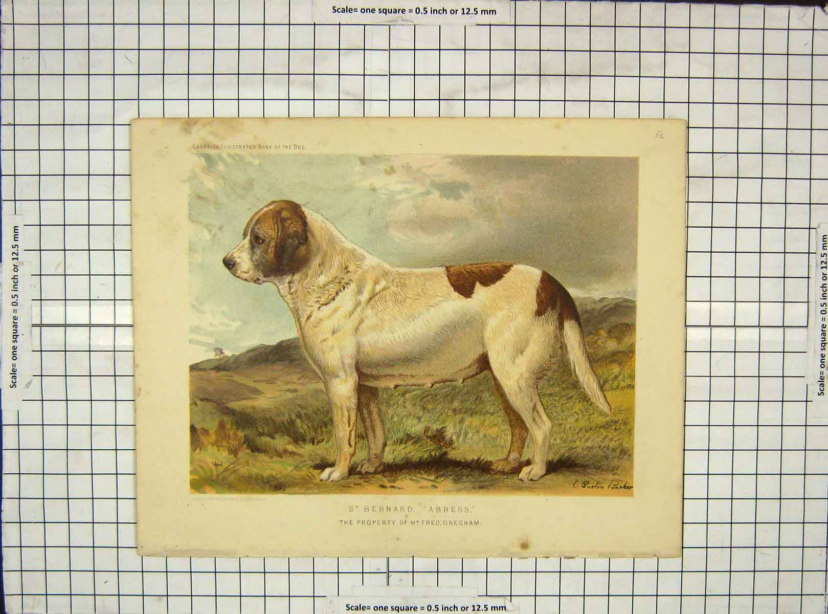 Original Old Antique Print C1880 St. Bernard Abbess Dog Fred Gresham Colour