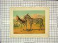Original Old Antique Print C1880 Abyssinian Wild Male Ass Female Indian Onager