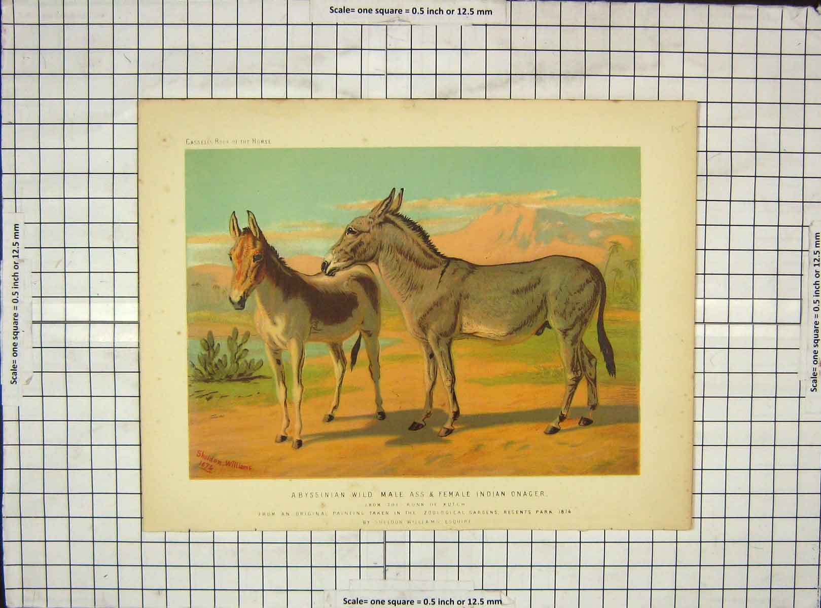 Original Old Antique Print C1880 Abyssinian Wild Male Ass Female Indian Onager