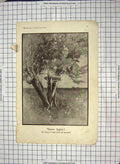 Original Old Antique Print War Comedy Bullet Tree Bomb House