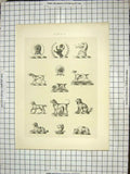 Original Old Antique Print Dogs Pets Animals Art Sculptures