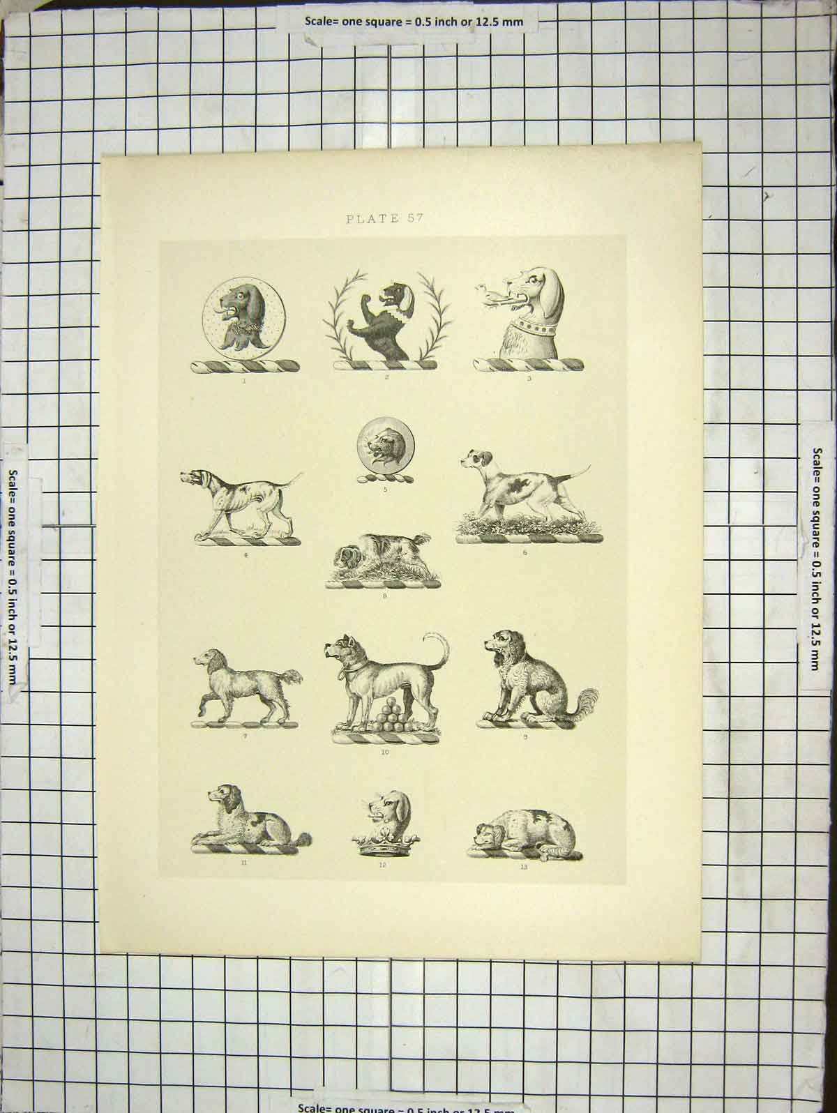 Original Old Antique Print Dogs Pets Animals Art Sculptures