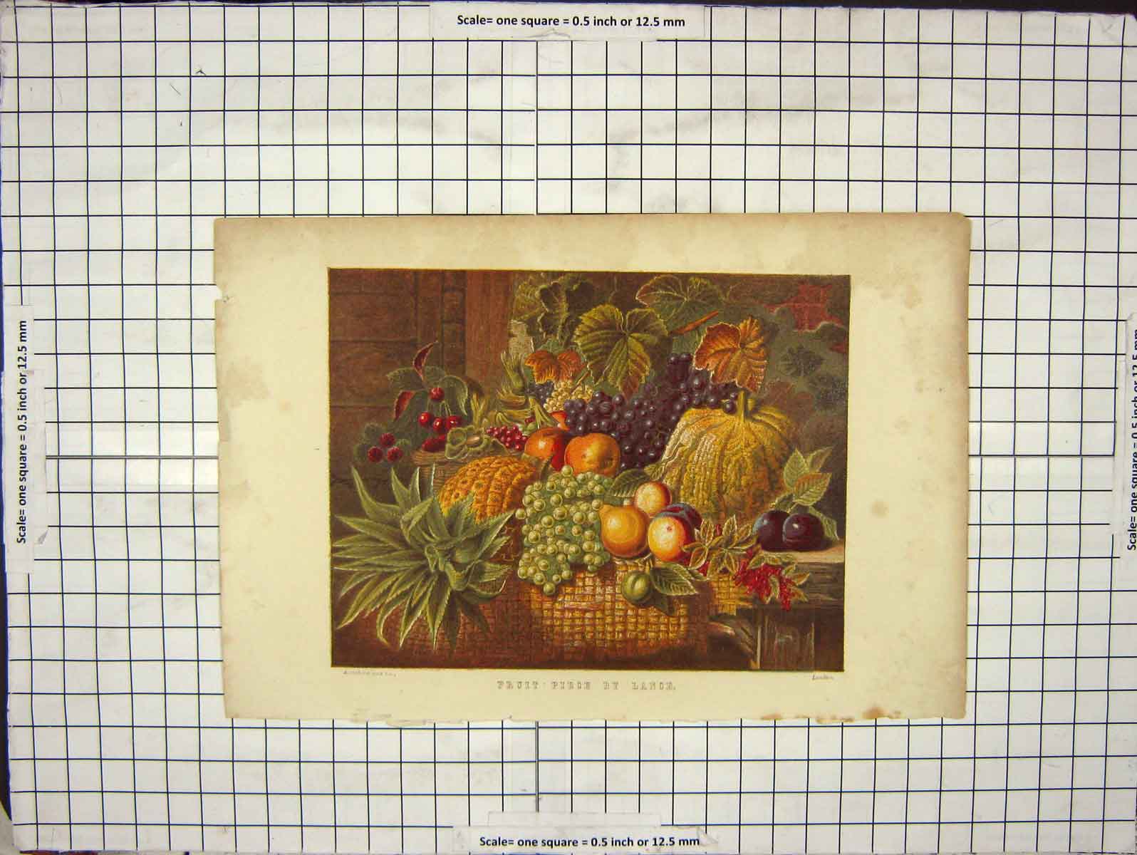 Original Old Antique Print Colour Fruit Piece Lance Oranges Grapes Plums