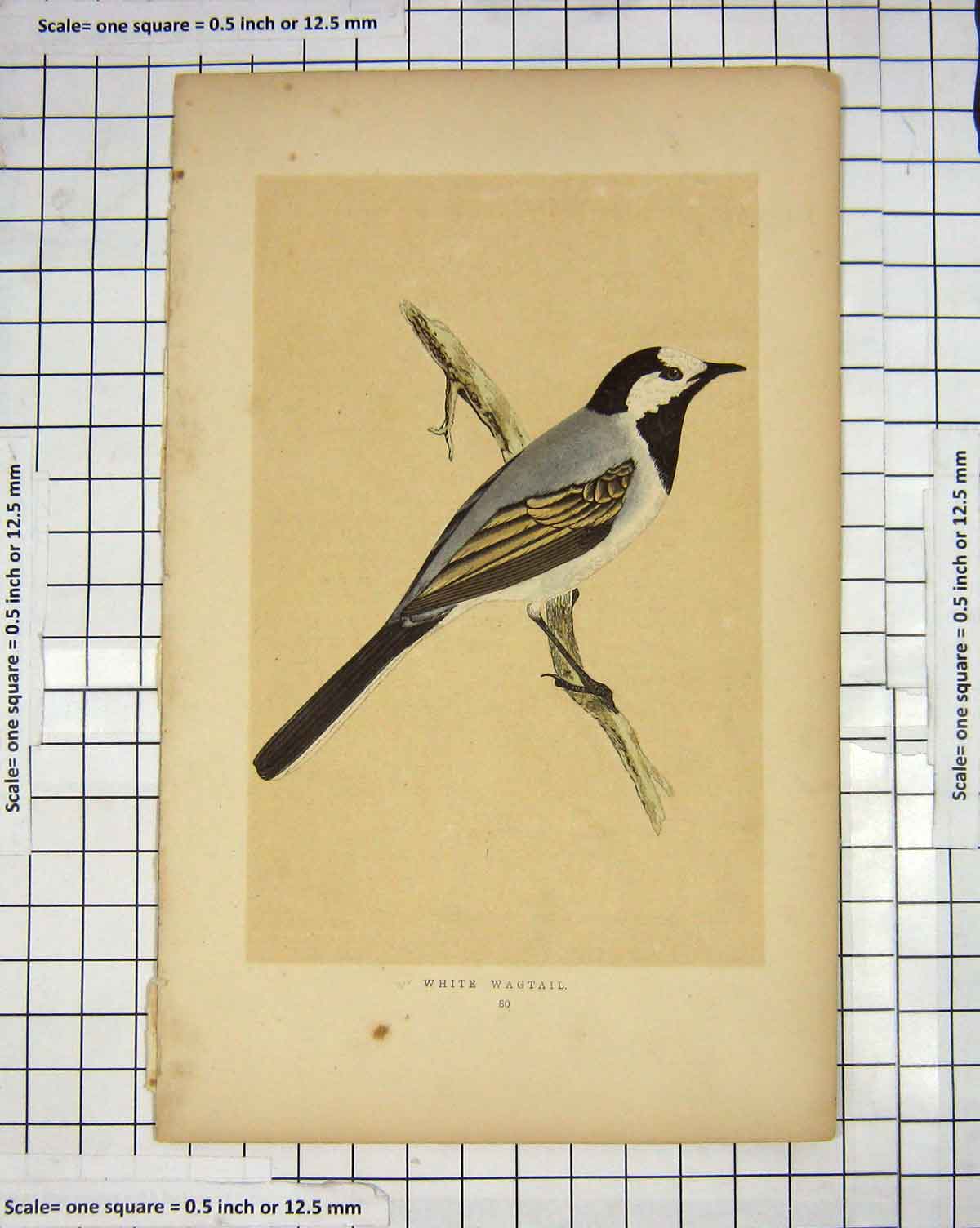 Original Old Antique Print Colour Morris 1851 Bird Ornithology White Wagtail