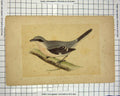 Original Old Antique Print Morris 1851 Bird Ornithology Great Grey Shrike 19th