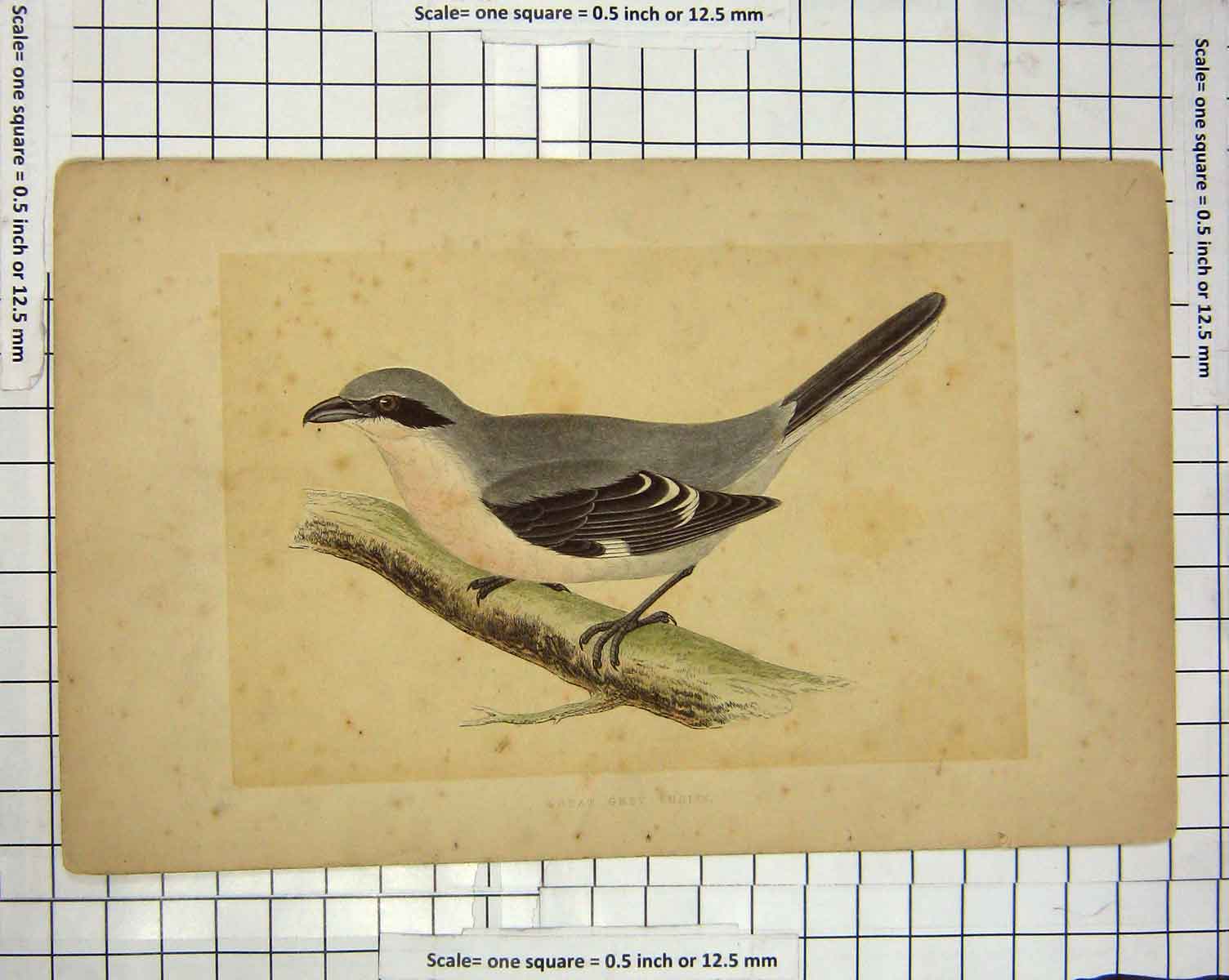 Original Old Antique Print Morris 1851 Bird Ornithology Great Grey Shrike 19th