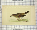 Original Old Antique Print Colour Morris 1851 Bird Ornithology Thrush Victorian