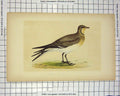 Original Old Antique Print Morris 1851 Bird Ornithology Collared Pratincole
