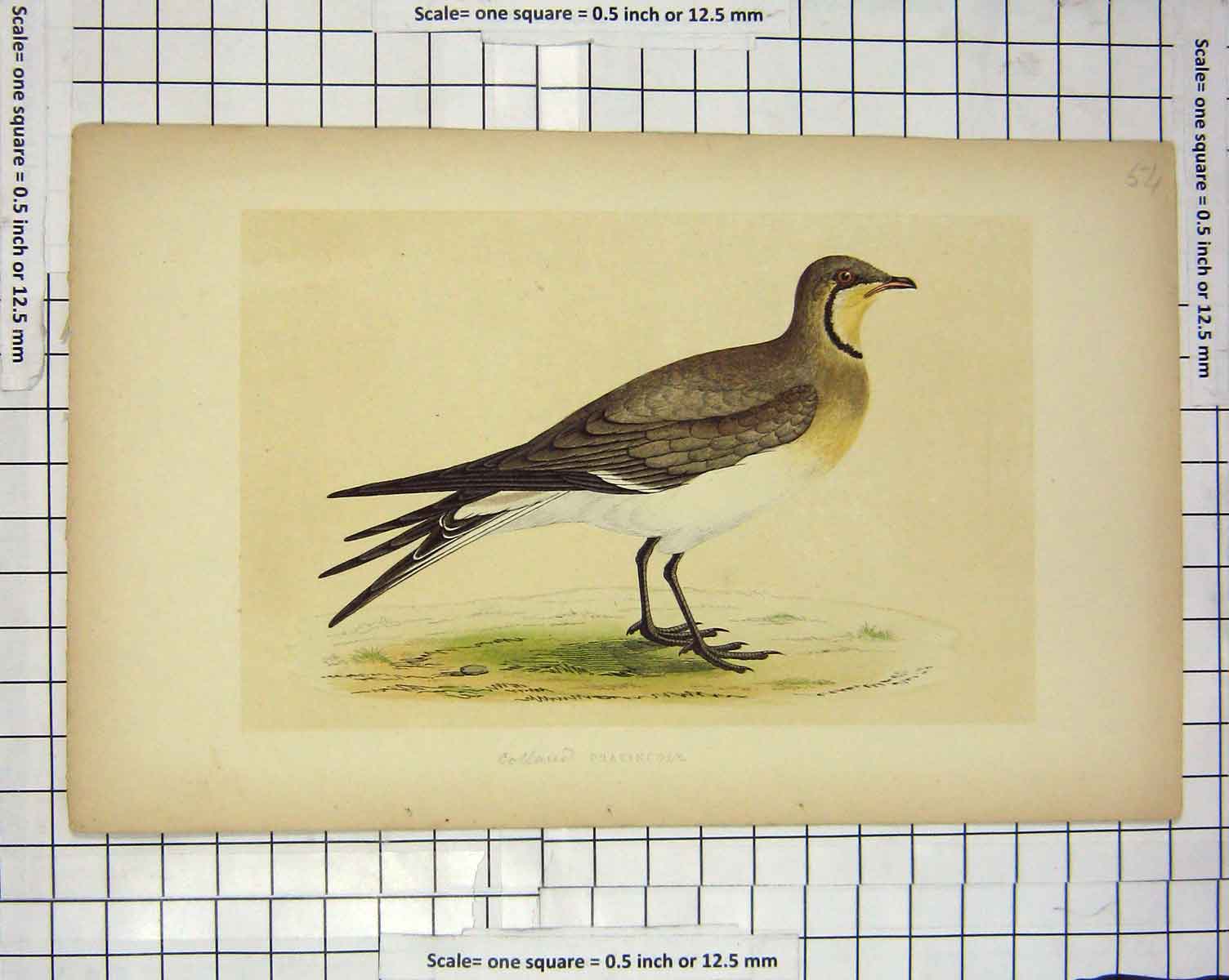 Original Old Antique Print Morris 1851 Bird Ornithology Collared Pratincole