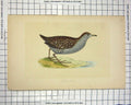 Original Old Antique Print Colour Morris 1851 Bird Ornithology Baillon'S Crake