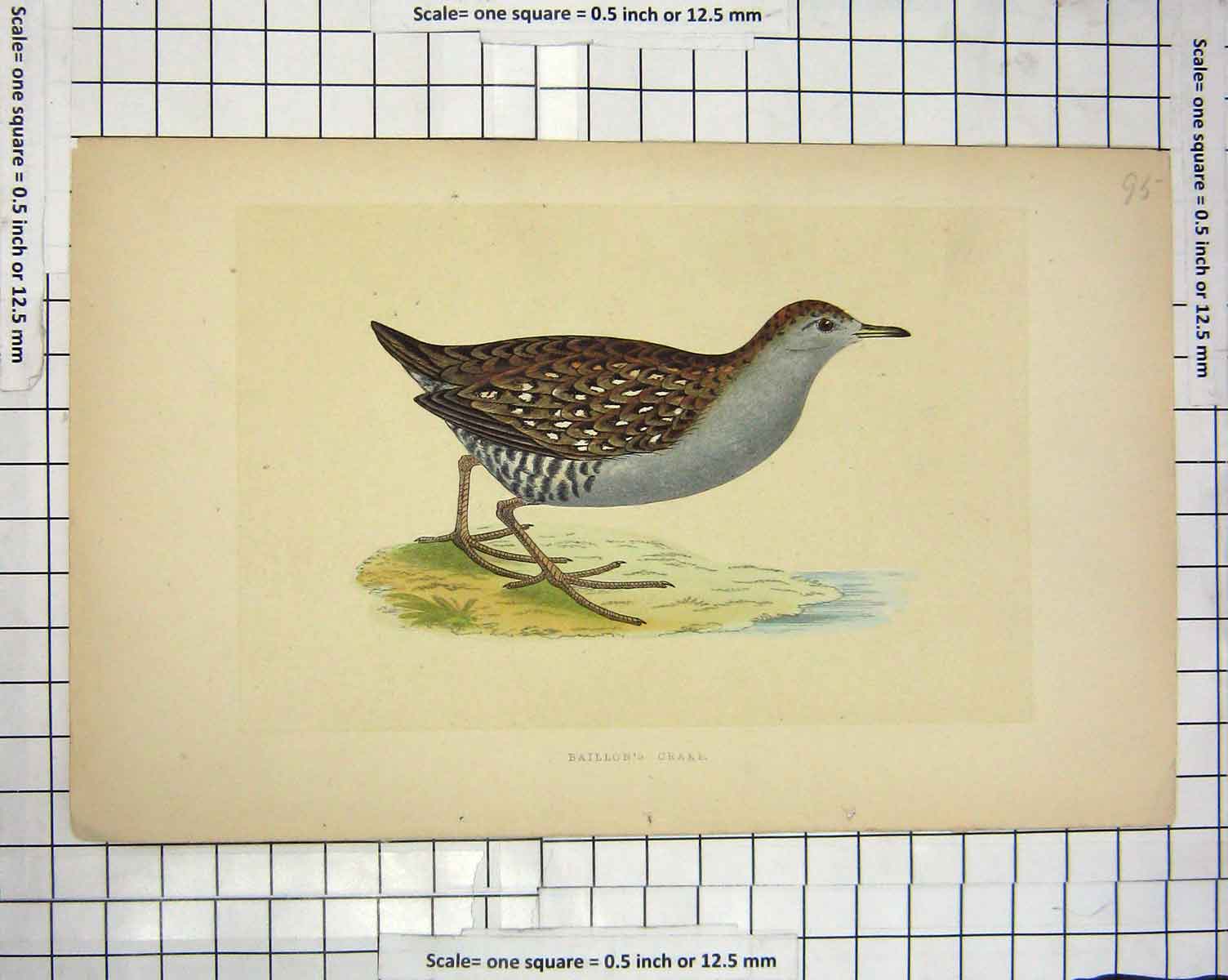 Original Old Antique Print Colour Morris 1851 Bird Ornithology Baillon'S Crake