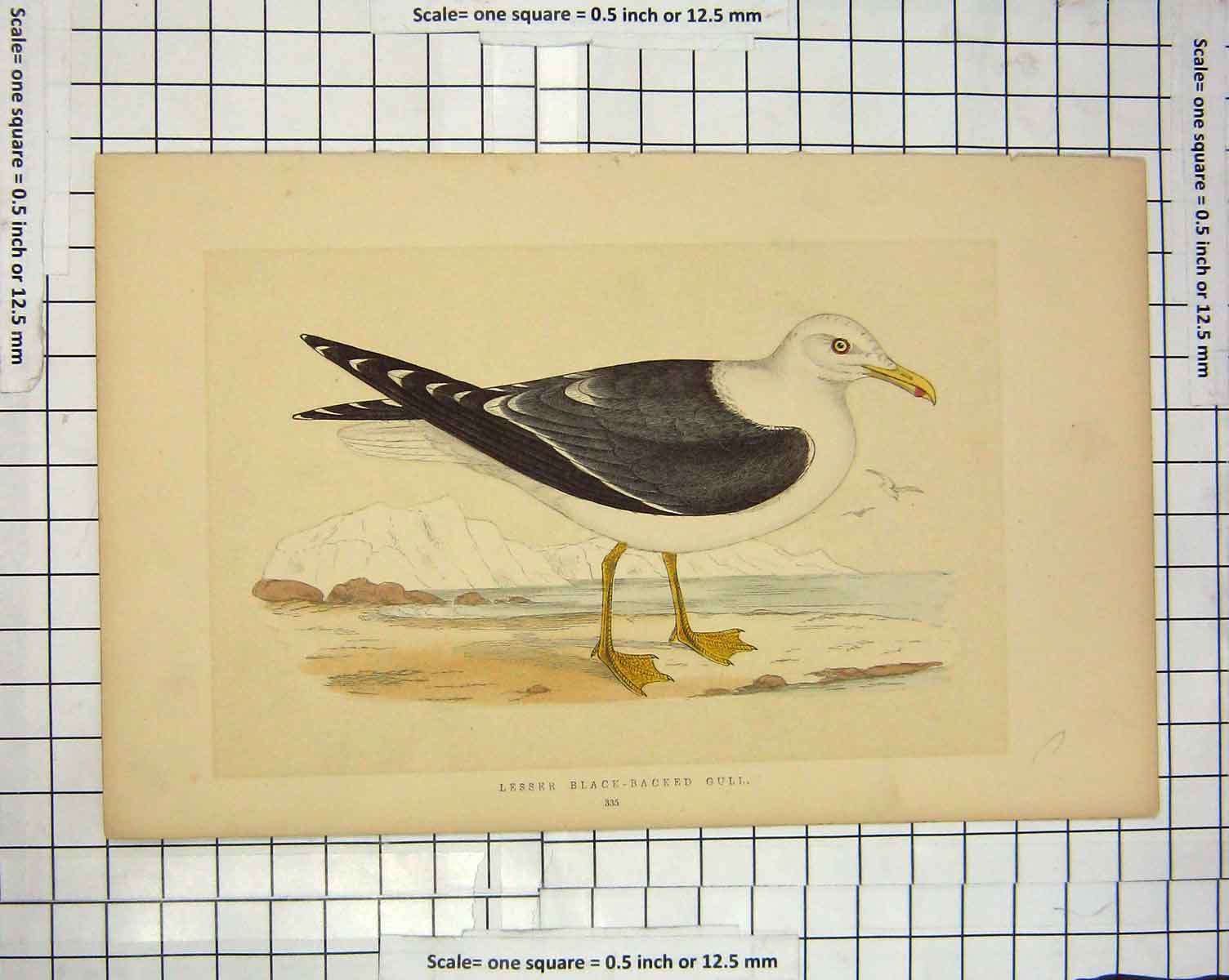 Old Antique Print Morris 1851 Bird Ornithology Lesser Black-Backed Gull 19th