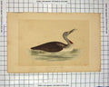 Original Old Antique Print Morris 1851 Bird Ornithology Red-Throated Diver 19th