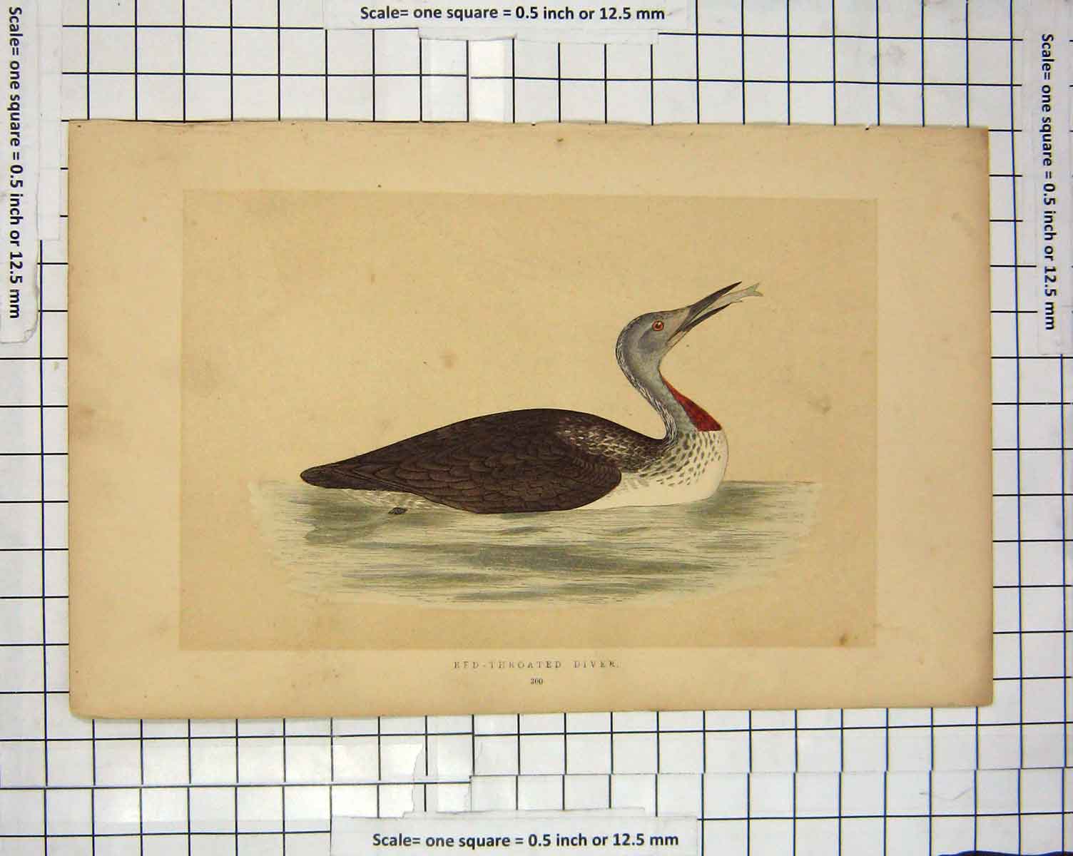 Original Old Antique Print Morris 1851 Bird Ornithology Red-Throated Diver 19th