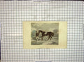 Original Old Antique Print Hand Coloured Industry Man Horse Engleheart