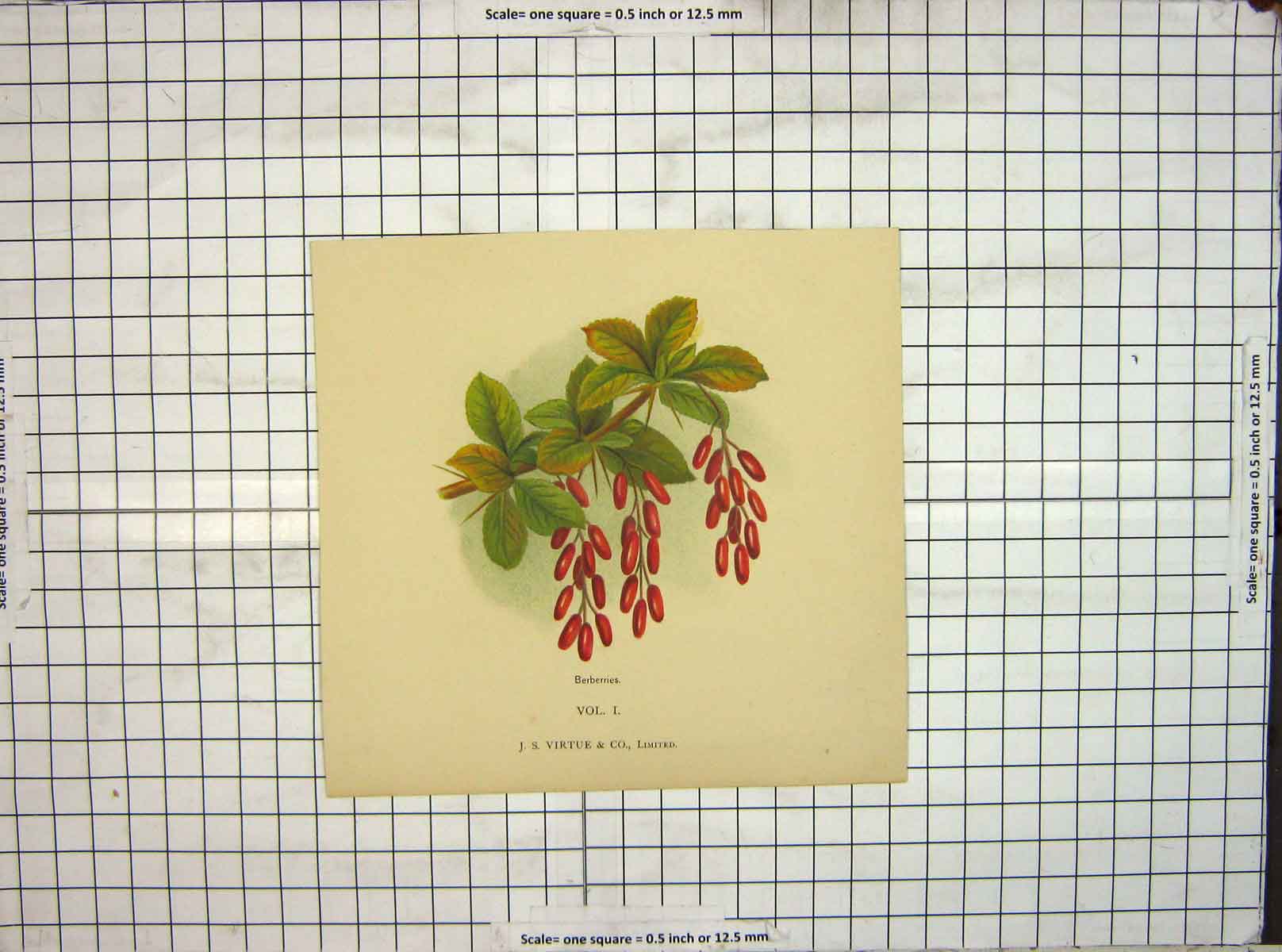 Original Old Antique Print Colour Berberries Plan Fruit Virtue
