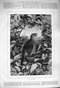 Original Old Antique Print 1884 Fine Art Carol Spring Bird Trees Flowers 19th