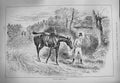 Original Old Antique Print 1884 Horse Huntsman Limping Home Hunting Countryside