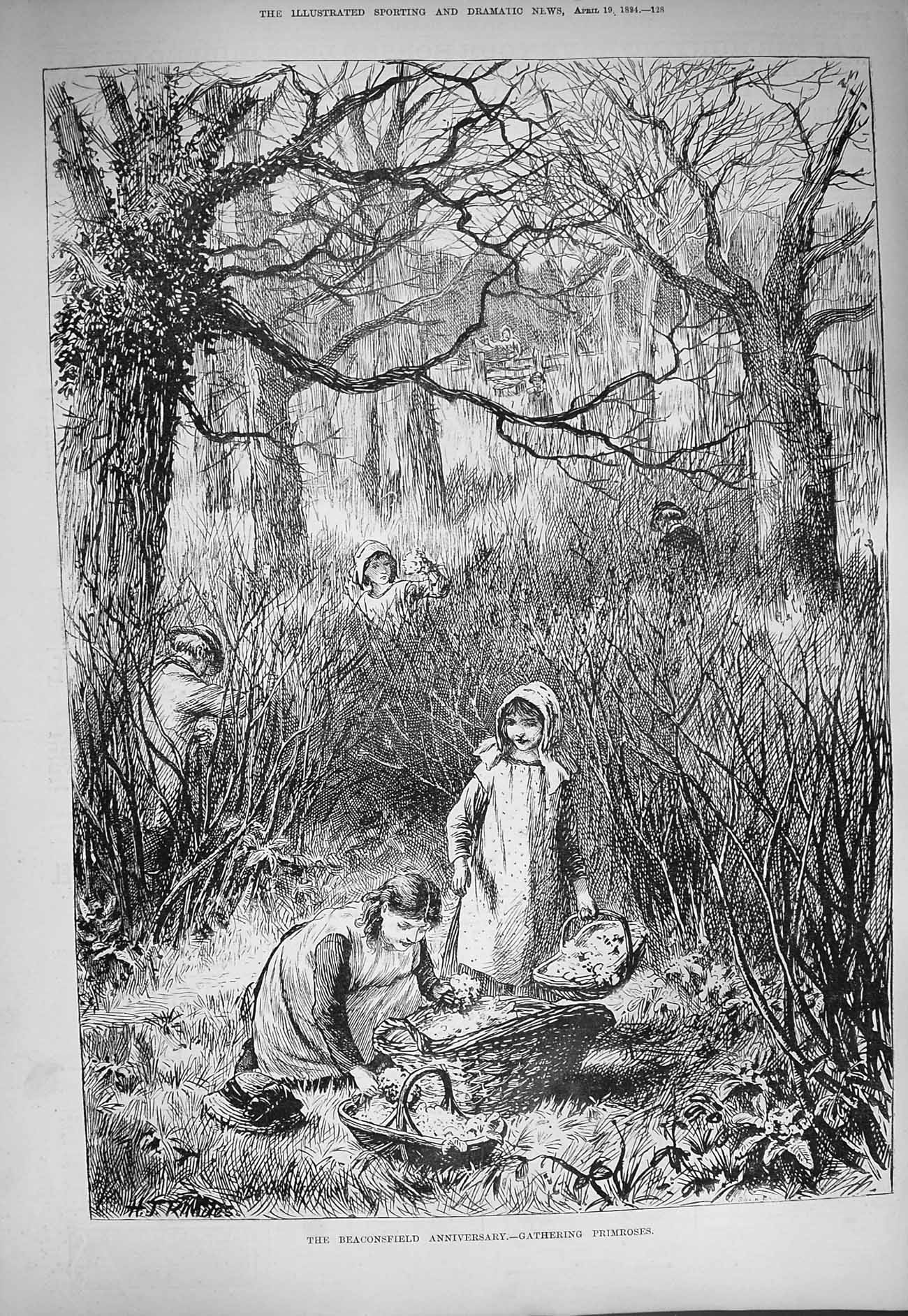 Original Old Antique Print 1884 Beaconsfield Anniversary Gathering Primroses