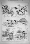 Original Old Antique Print 1884 Field Dog Trials Shrewsbury Rose Village Houses