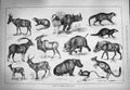 Original Old Antique Print 1884 Soudan Animals Rhinoceros Keitloa Hippopotamus