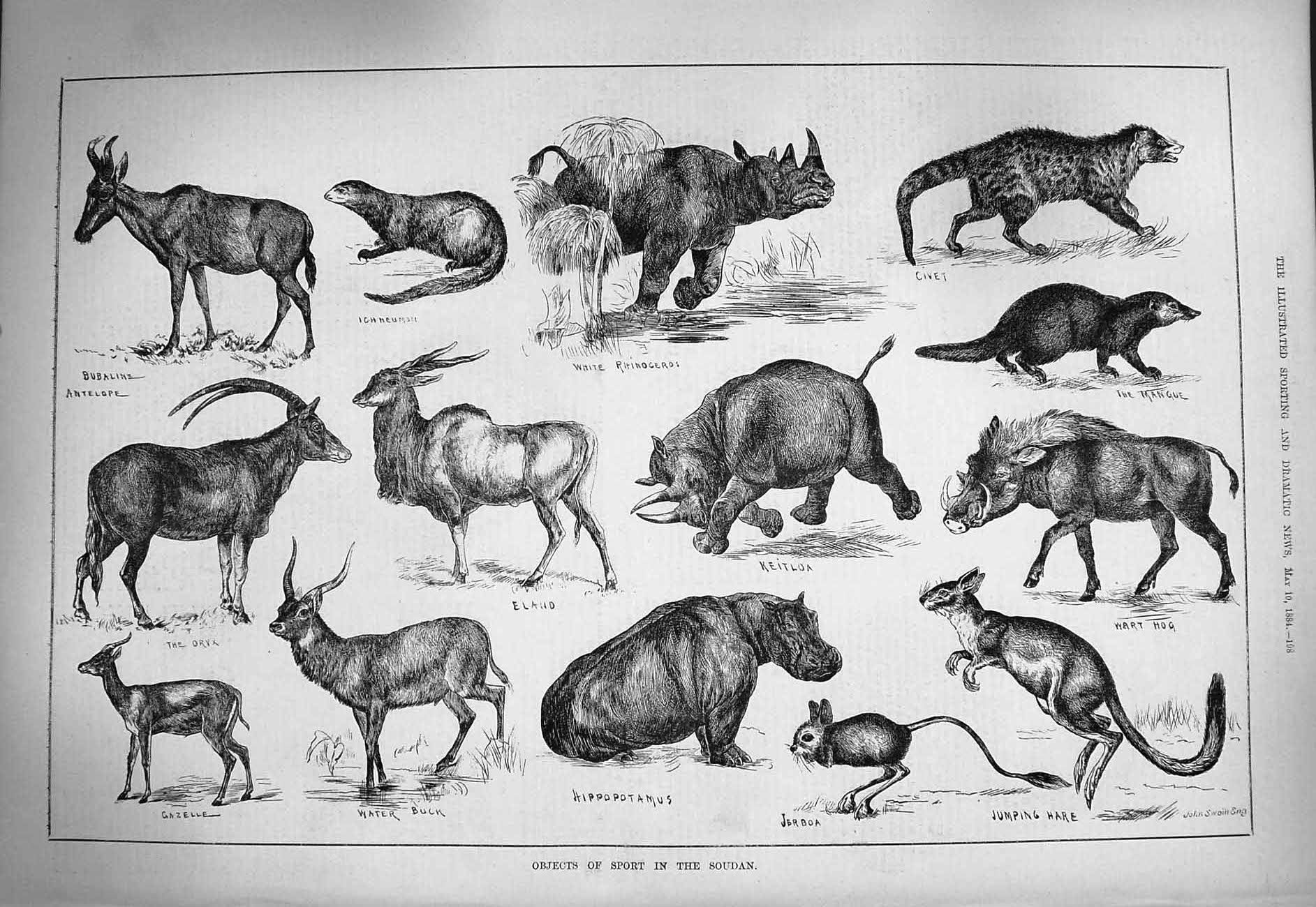 Original Old Antique Print 1884 Soudan Animals Rhinoceros Keitloa Hippopotamus