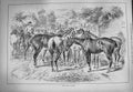 Original Old Antique Print 1884 Slave Market Horses Sale Street Scene Victorian