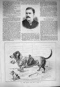 Original Old Antique Print 1884 Griffiths George Krehl Basset Hound Dog Pallas