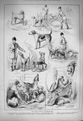Original Old Antique Print 1884 Hound Dog Show Peterborough Trimmer Bonnyfield