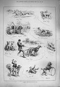 Original Old Antique Print 1884 Cricket Dog Days Pointer St. Bernard Victorian