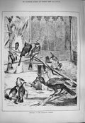 Original Old Antique Print 1884 Hornbills Zoological Gardens Birds Victorian