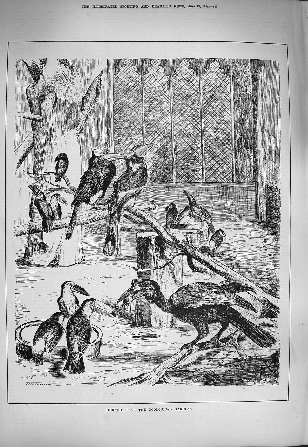 Original Old Antique Print 1884 Hornbills Zoological Gardens Birds Victorian