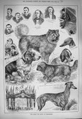 Original Old Antique Print 1884 Royal Dog Show Dorchester Alington Day Fudge