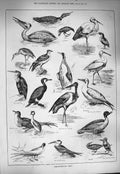 Original Old Antique Print 1884 Fish Birds Stork Osprey Darter Grebe Gosander