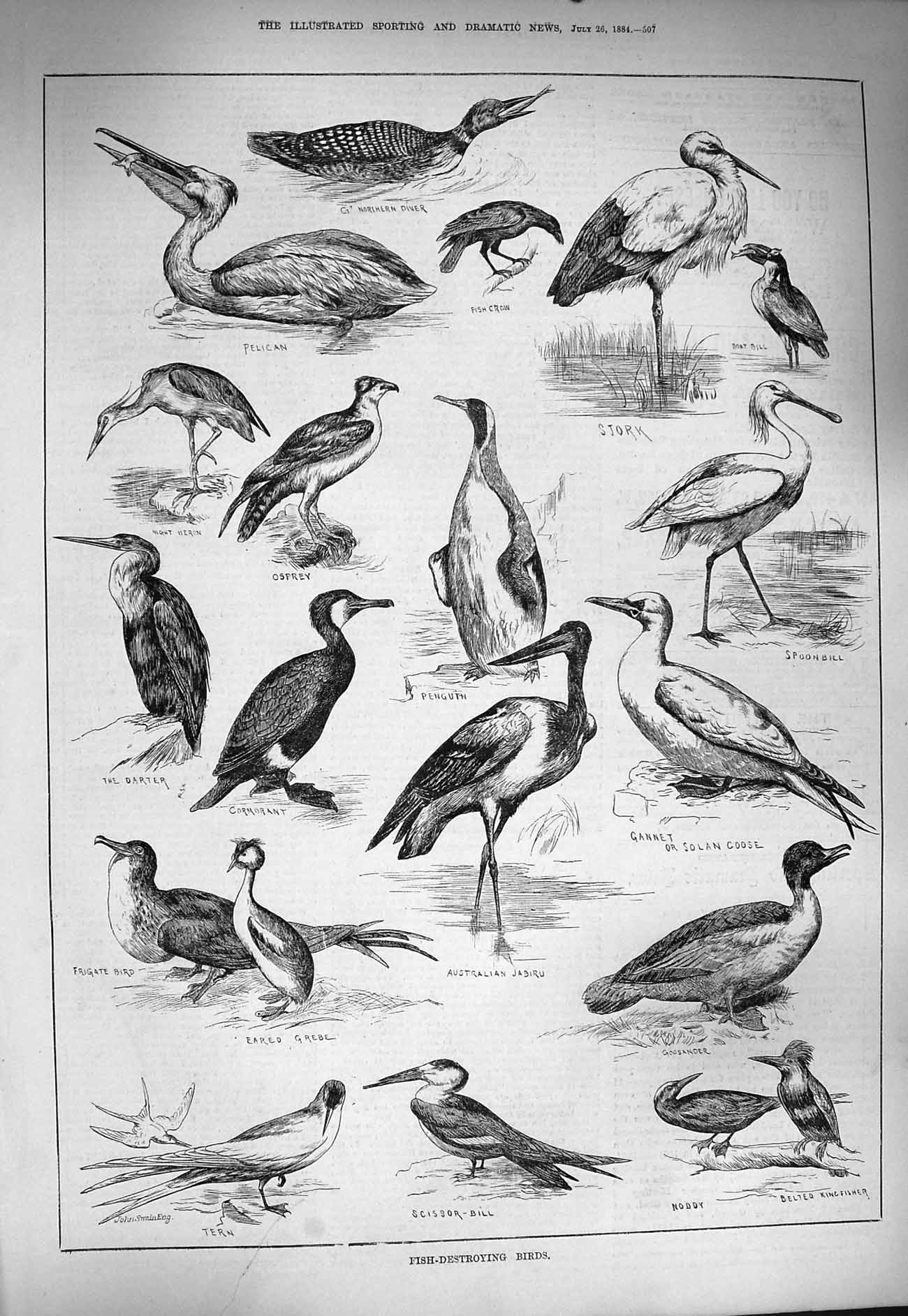 Original Old Antique Print 1884 Fish Birds Stork Osprey Darter Grebe Gosander