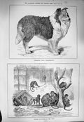 Original Old Antique Print 1884 Holiday Favourites Zoo Monkeys Dog Charlemagne