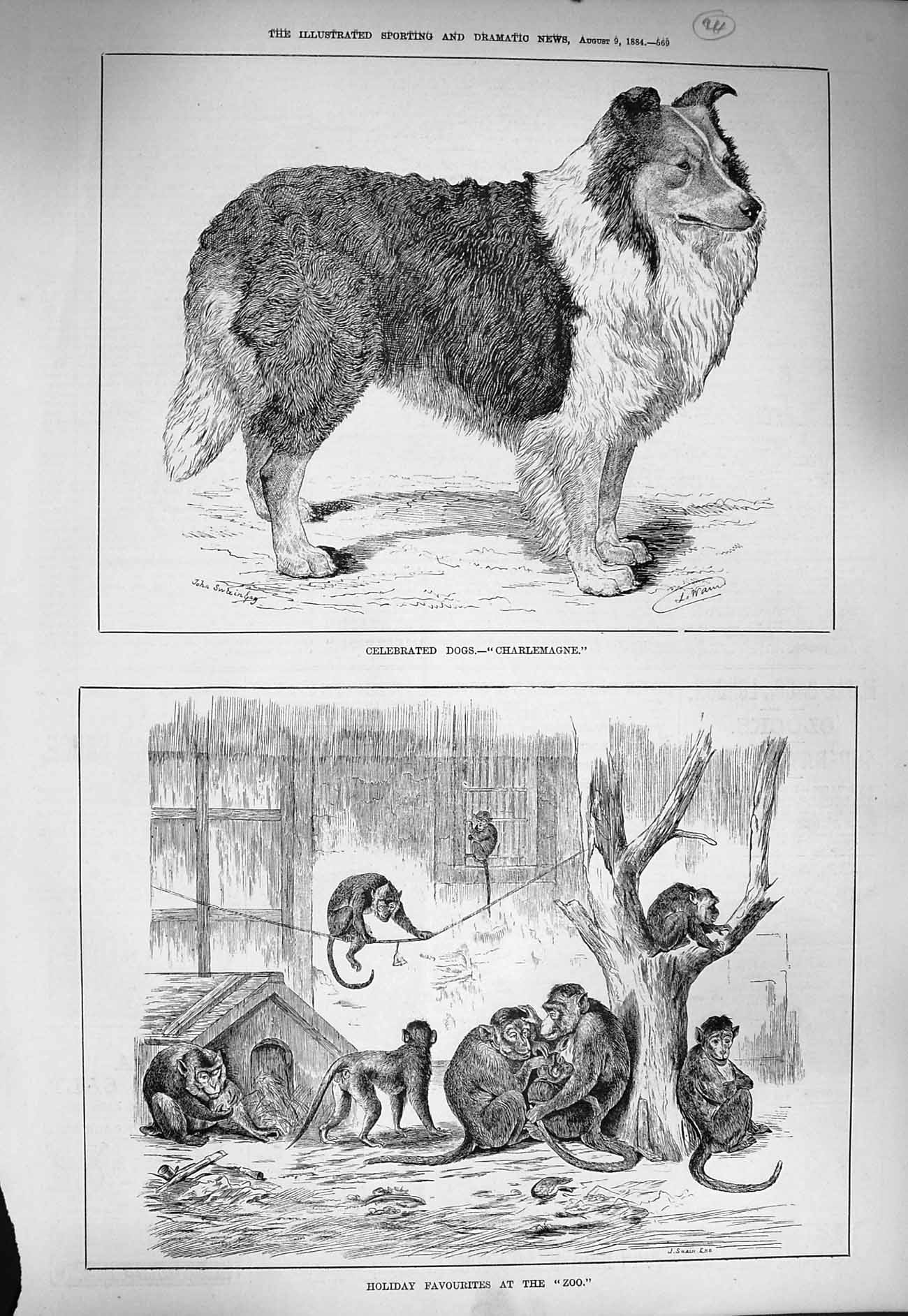 Original Old Antique Print 1884 Holiday Favourites Zoo Monkeys Dog Charlemagne