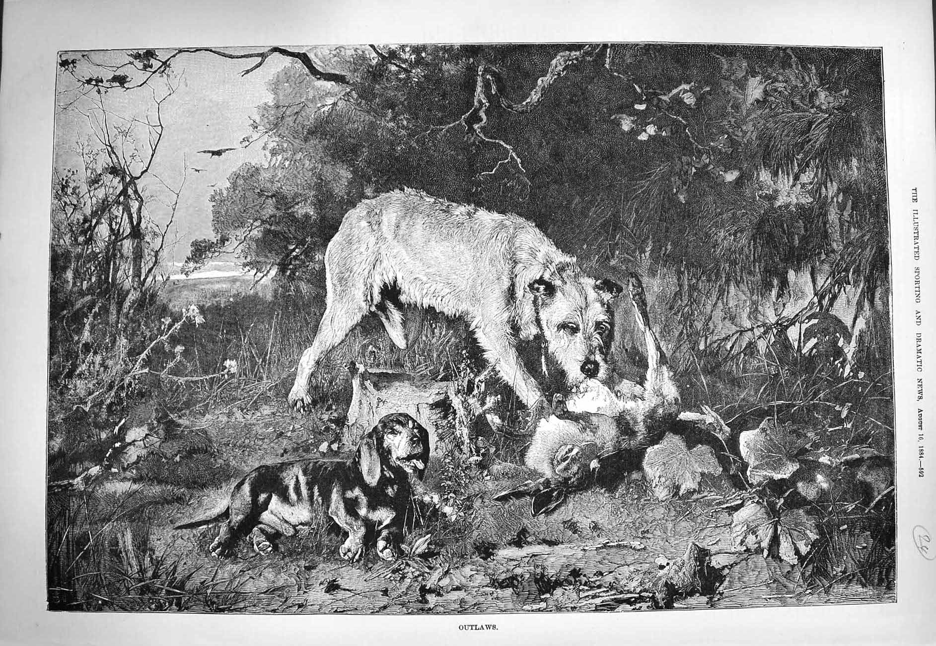 Original Old Antique Print 1884 Outlaws Dead Rabbit Dogs Eating Countryside