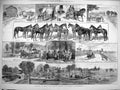 Original Old Antique Print 1884 America Bonner Horses Training Rarus Forrest