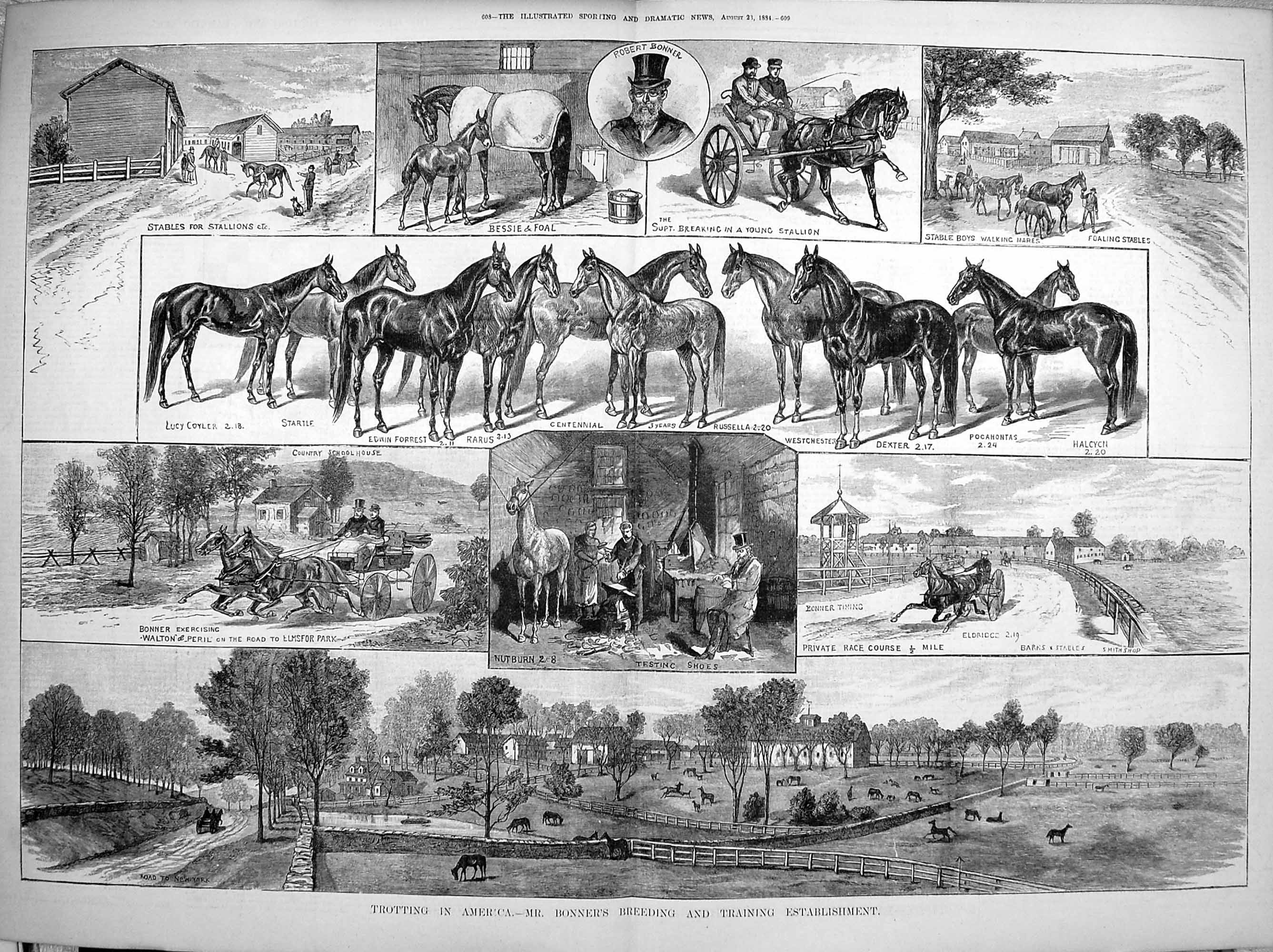 Original Old Antique Print 1884 America Bonner Horses Training Rarus Forrest