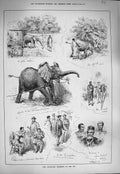Original Old Antique Print 1884 Abyssinian Elephant Zoo Native Keepers Animals