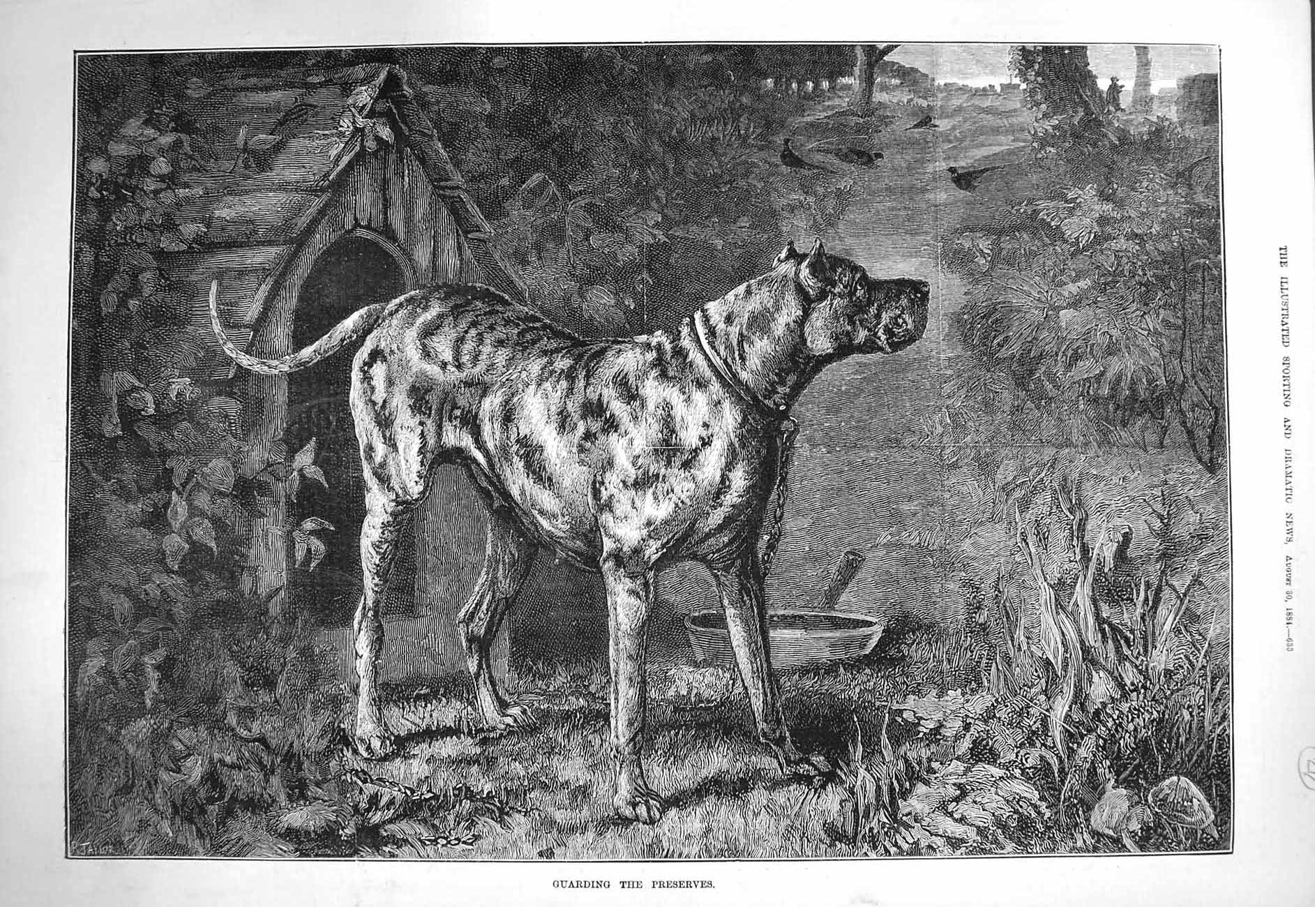 Original Old Antique Print 1884 Guarding Preserves Guard Dog Kennel Birds 19th
