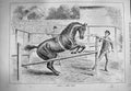Original Old Antique Print 1884 Horse Training Making Timber Jumper Victorian