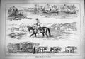 Original Old Antique Print 1884 Canada Ferry Fort Macleod Dud Cowboy Bulls 19th