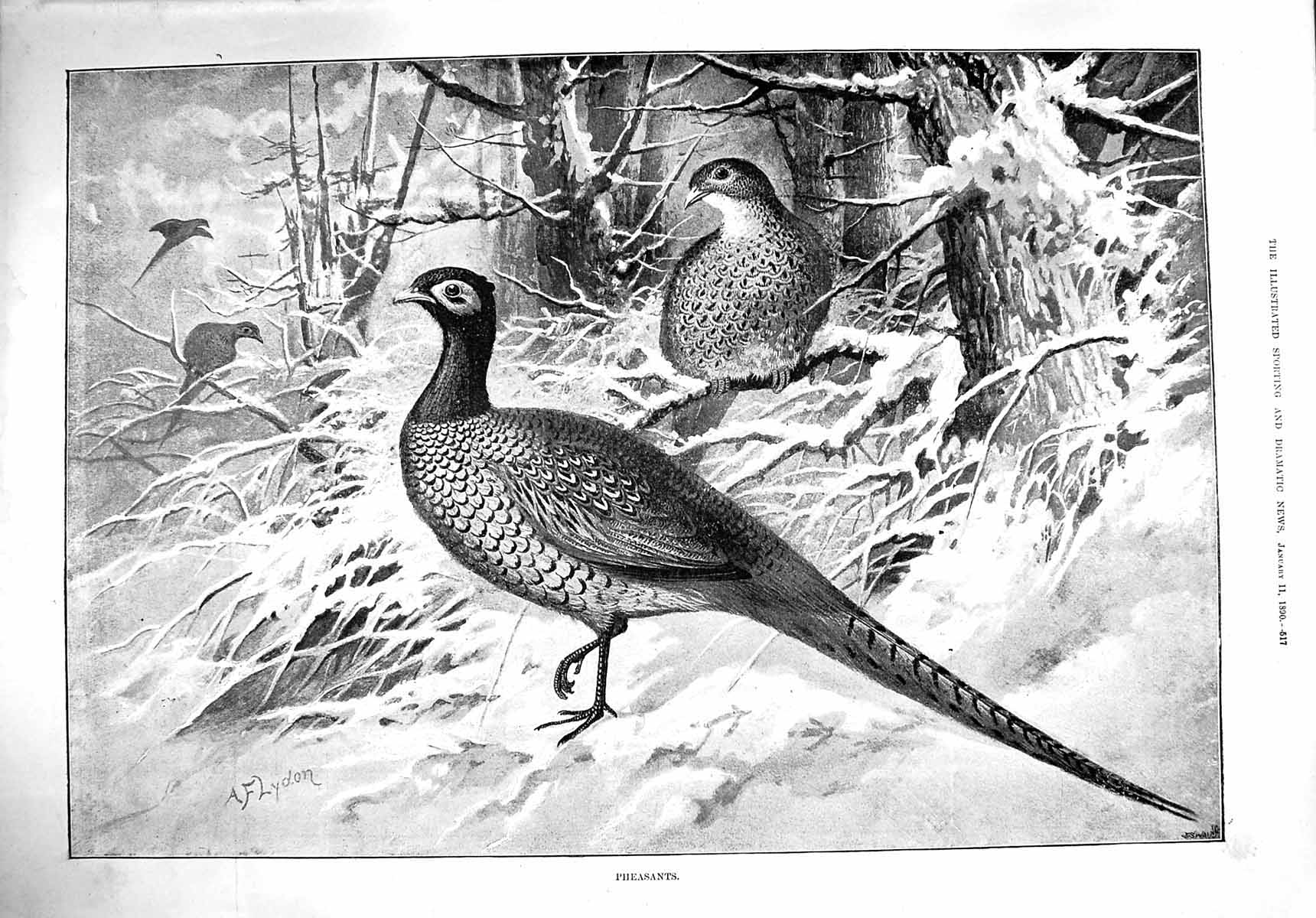 Original Old Antique Print 1890 Pheasants Birds Snow Trees Flydon Victorian