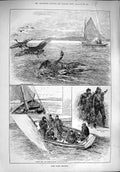 Original Old Antique Print 1890 Wild Goose Shooting Hunting Boats Birds Sea