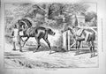 Original Old Antique Print 1890 Exchange Robbery Man Stealing Horse Hunting